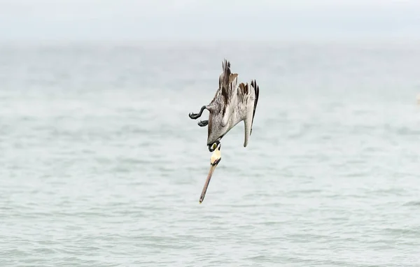 Летающие пеликаны — стоковое фото