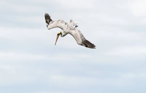 Pelikanfliegen — Stockfoto