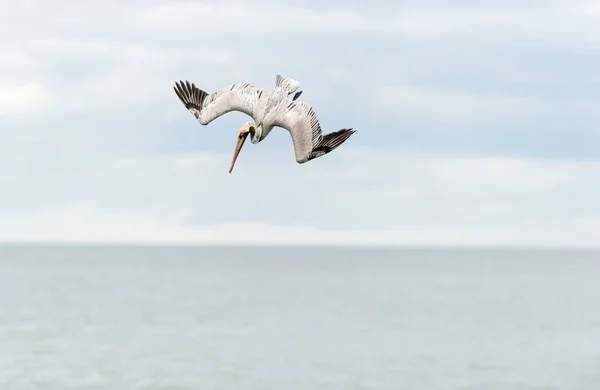 Pelican Diving Flying — Fotografie, imagine de stoc