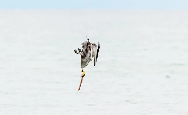 Pelican Diving Flying — Stock Photo, Image