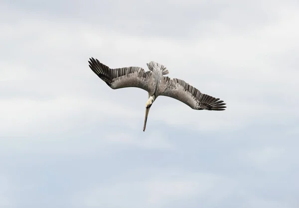 Pelican duiken Flying — Stockfoto