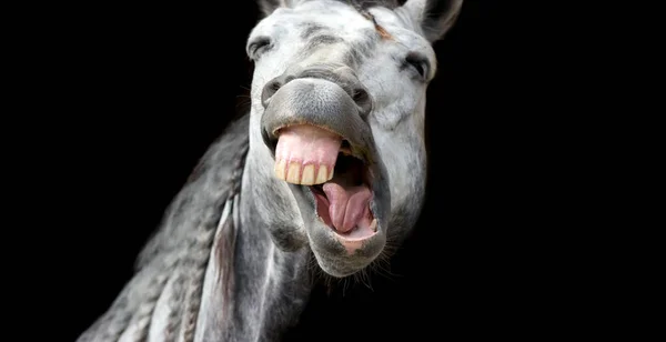 A Funny Crazy Animal Horse looks Like he is Laughing Its Face Off