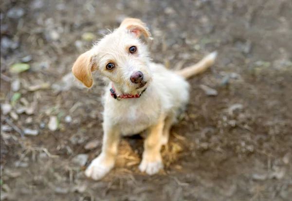 Nyfiken Hund Söt Valp Tittar Upp Med Rolig Blick Sitt — Stockfoto