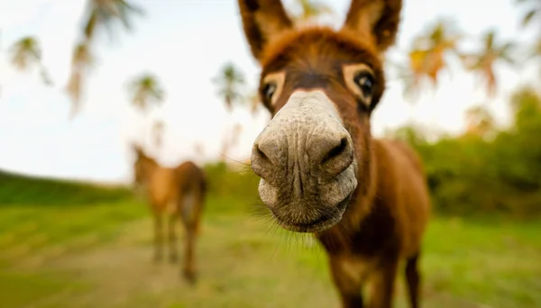 A Funny Donkey is Looking With His Nose Up Close to the Camera