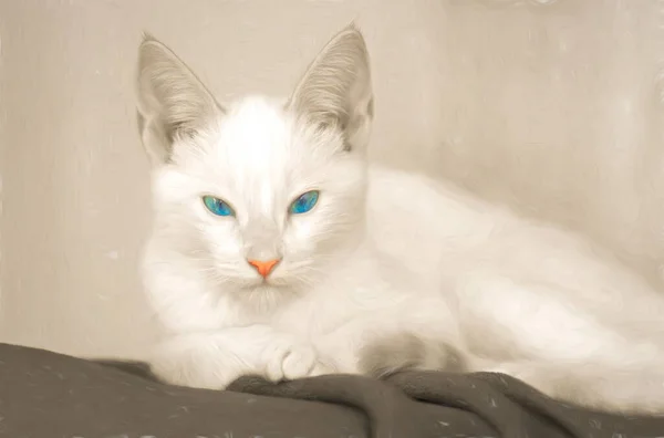 White Kitten Blue Eyes Staring Straight Ahead — Stock Photo, Image