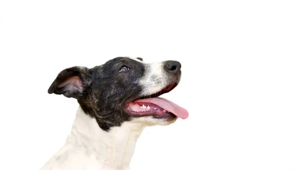 Upphetsad Hund Med Öppen Mun Isolerad Vitt — Stockfoto