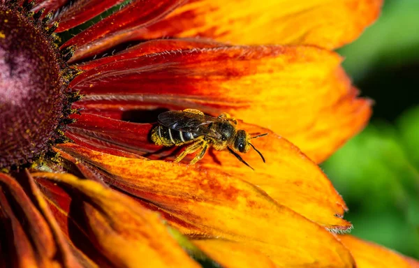 Bumble Bee Colful Flower Opylating — Stock fotografie