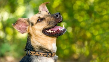 Bir Alman Sheppard Köpeği Heyecandan Mutludur
