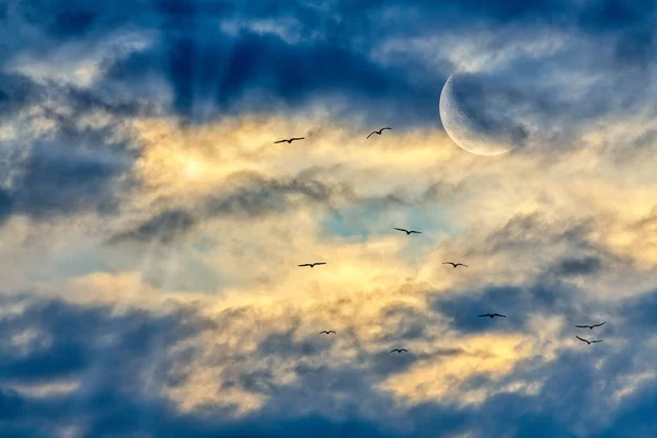 A Group of Birds are Flying into the Sun Ray Sunset as the Moon Rises in the Sky