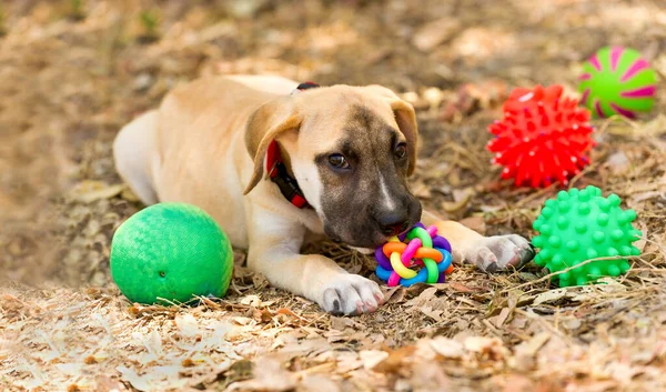 A Puppy Dog is Playing With His Toys Outside