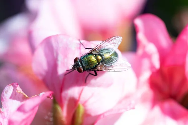 Una Mosca Casa Está Sentada Una Flor Afuera — Foto de Stock