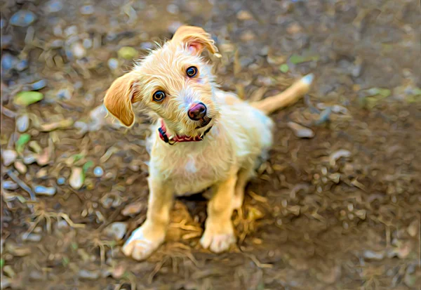 Curious Dog Cute Puppy Looking Funny Look Its Face — Stock Photo, Image