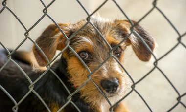 Hayvan barınağında bir kurtarma köpeği Çitin içinden bakıyor.
