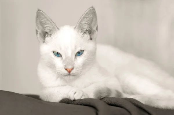 Gatinho Branco Com Olhos Azuis Está Olhando Diretamente Para Câmera — Fotografia de Stock