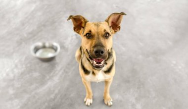 A Hungry Dog is waiting in Anticipation for Someone to Fill His Bowl With Food clipart