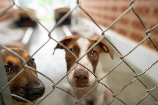 Две Спасательные Собаки Приюте Животных Смотрят Сквозь Забор — стоковое фото