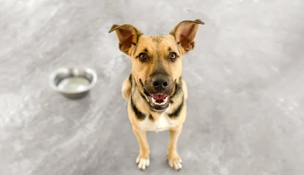 Perro Hambriento Espera Anticipación Que Alguien Llene Tazón Con Comida — Foto de Stock