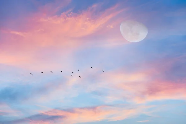 A Flock of Birds Are Flying As The Moon Rises in the Sky