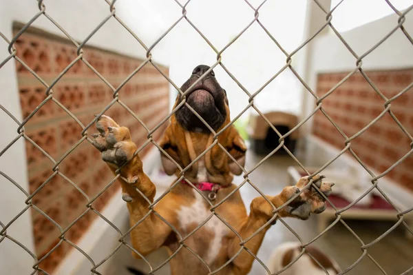 动物收容所里的一只救援犬看上去既害怕又孤独 — 图库照片