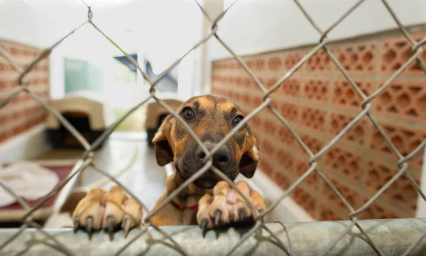 Cão Resgate Abrigo Animais Está Olhando Triste Através Uma Cerca — Fotografia de Stock