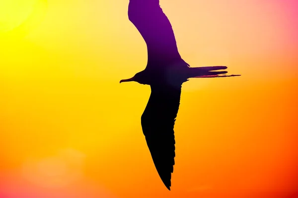 Único Pássaro Voando Céu Multicolorido — Fotografia de Stock