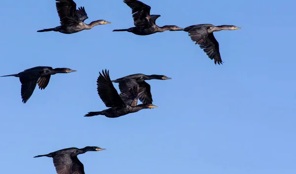 Bando Pássaros Tropicais Negros Selvagens Estão Voando Juntos Céu Azul — Fotografia de Stock