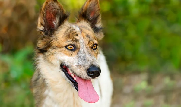 Ένα Πορτρέτο Σκύλος Collie Είναι Έξω Στη Φύση — Φωτογραφία Αρχείου