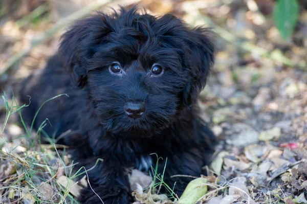 Adorable Black Fluffy Puppy Dog Looking — Stock Photo, Image