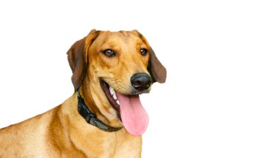 A Happy Dog Is Smiling With His Tongue Out Isolated on White clipart