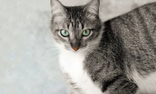 Tabby Cat Green Eyes — Stock Photo, Image