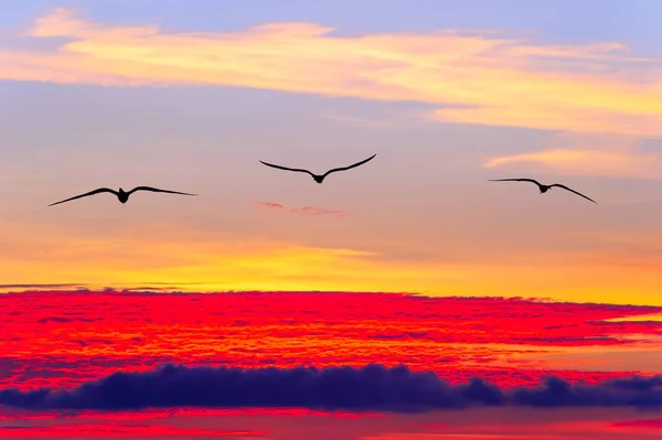 Tři Ptáci Létají Nad Barevným Surrealistickým Západem Slunce — Stock fotografie