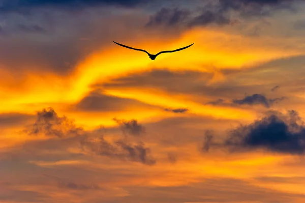 Jeden Pták Letí Barevných Zářivých Mraků Západu Slunce — Stock fotografie
