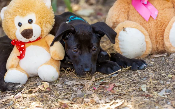 Cão Filhote Cachorro Triste Está Deitado Entre Seus Brinquedos — Fotografia de Stock