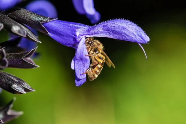 Una Fotografía Macro Una Abeja Está Recogiendo Polen Dentro Una — Foto de Stock