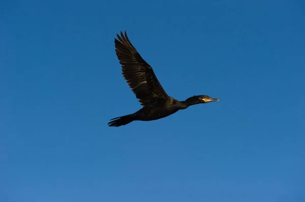 Bir Kara Ördek Mavi Gündüz Gökyüzüne Karşı Tam Uçuşta — Stok fotoğraf