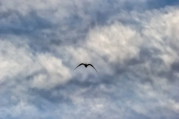 Een Enkele Vogel Vliegt Surrealistische Witte Wolken — Stockfoto