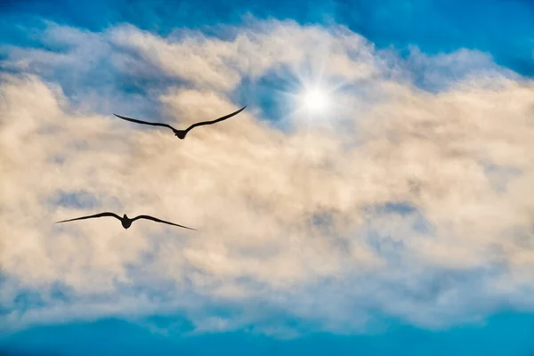 Dos Pájaros Volando Por Encima Las Nubes Hacia Una Estrella — Foto de Stock