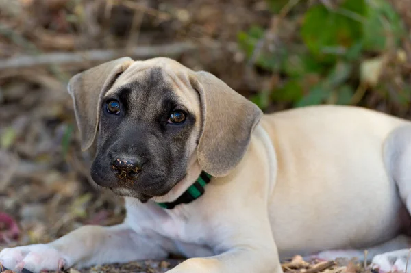 Cute Closeup Puppy Dog Outdoors Something His Nose — Stock Photo, Image