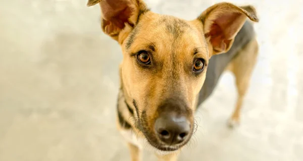 Perfil Perro Sheppard Alemán Mirando Hacia Arriba — Foto de Stock