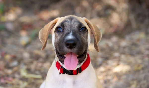 Een Schattige Puppy Hond Gelukkig Opgewonden Steken Zijn Tong Uit — Stockfoto