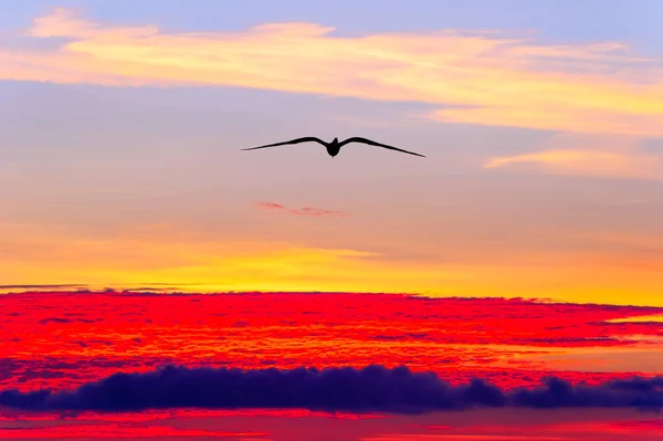 Une Seule Silhouette Oiseau Volant Haut Dessus Des Nuages — Photo