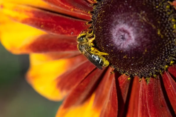 Макрофотография Пчелы Собирающей Пыльцу Внутри Цветка — стоковое фото