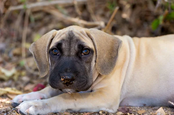 Cute Closeup Puppy Dog Outdoors Something His Nose — Stock Photo, Image