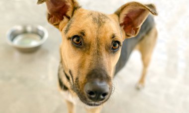 Aç bir köpek, kasesini yiyecekle dolduran birinin beklentisiyle bekliyor.