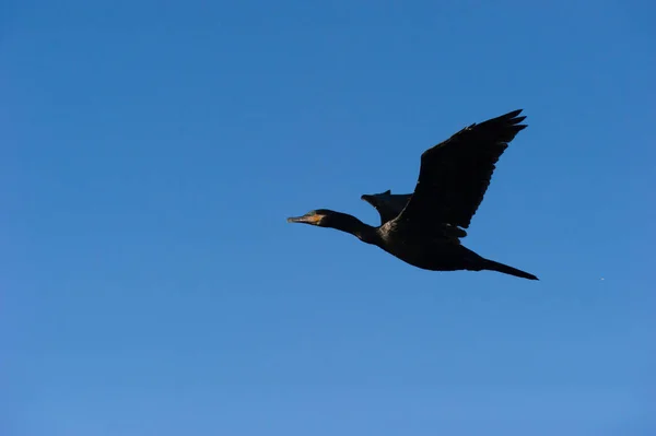 Pato Negro Está Pleno Voo Contra Céu Azul Diurno — Fotografia de Stock