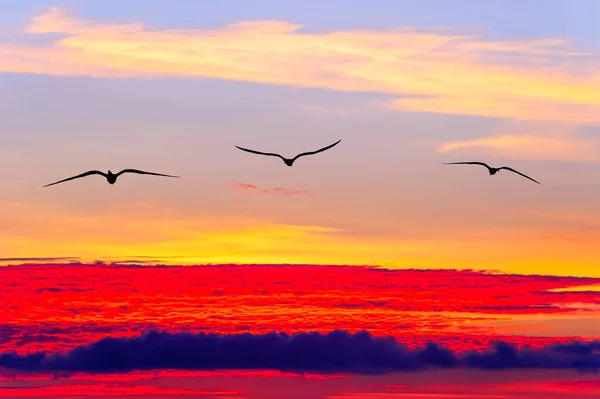 Tres Pájaros Vuelan Por Encima Las Coloridas Nubes Etéreas Del — Foto de Stock