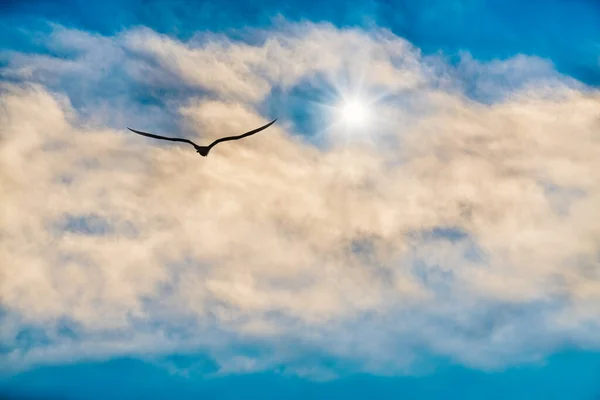 Solo Pájaro Volando Por Encima Las Nubes Hacia Una Estrella — Foto de Stock