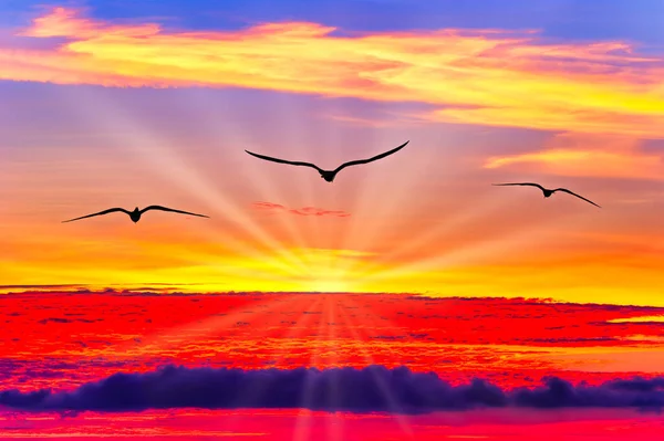 雲の後ろから太陽が昇ると 夕日の上を飛ぶ鳥3羽 — ストック写真