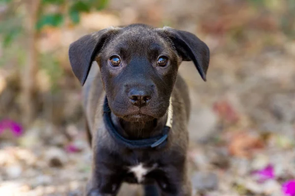 Cachorro Bonito Preto Com Olhos Grandes Está Olhando Diretamente Para — Fotografia de Stock