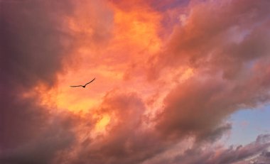 Ateşli bir günbatımına uçan tek bir kuş